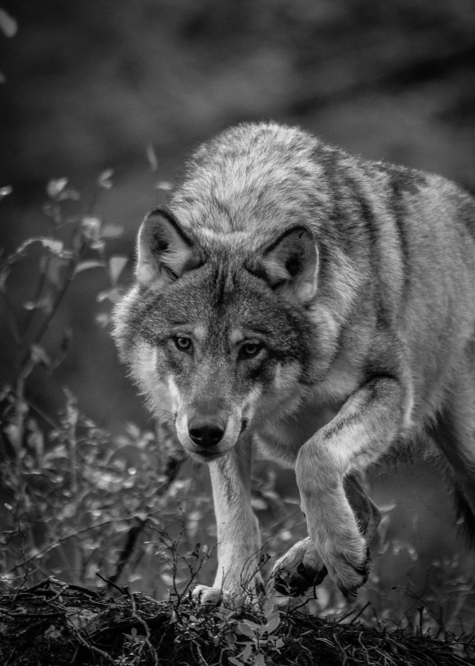 Wolf