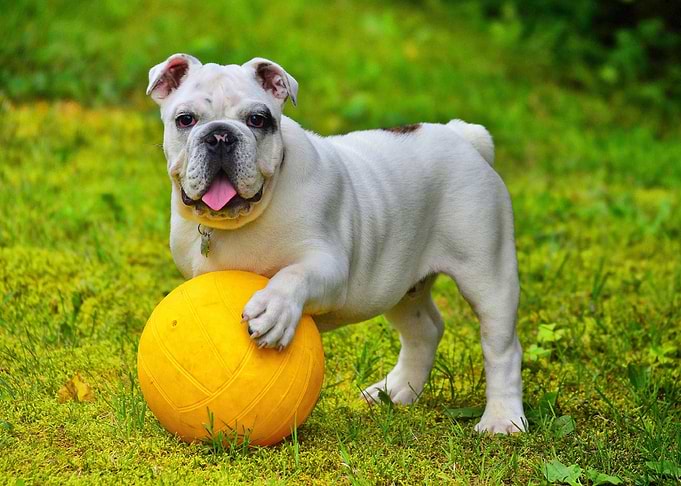 Bulldog
