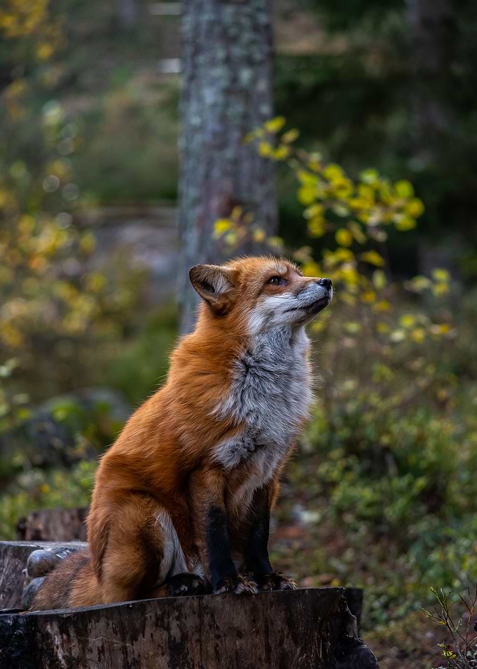 Fox portrait