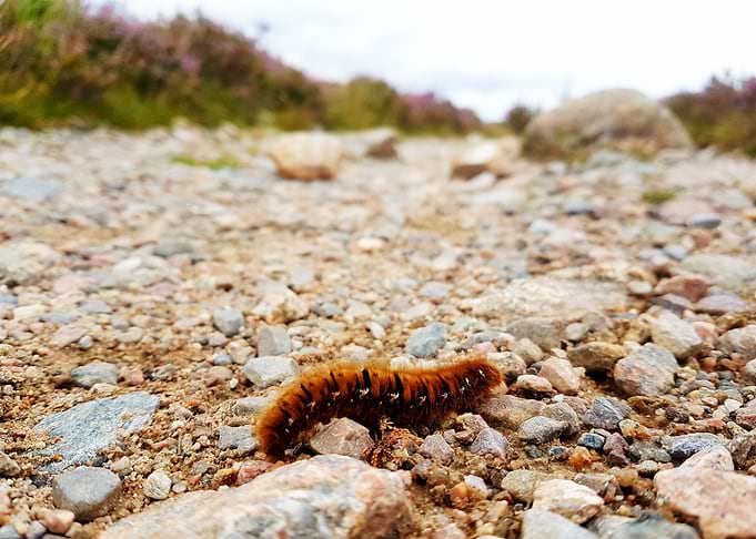 Caterpillar