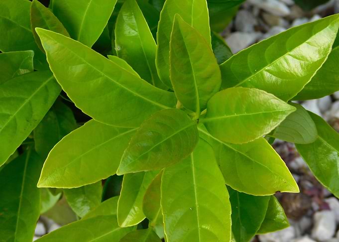 plant