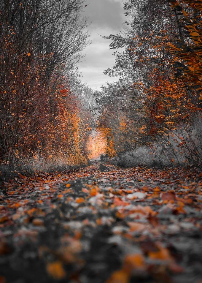 Forest in autumn