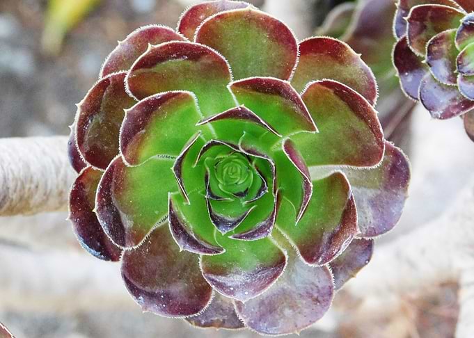 plant