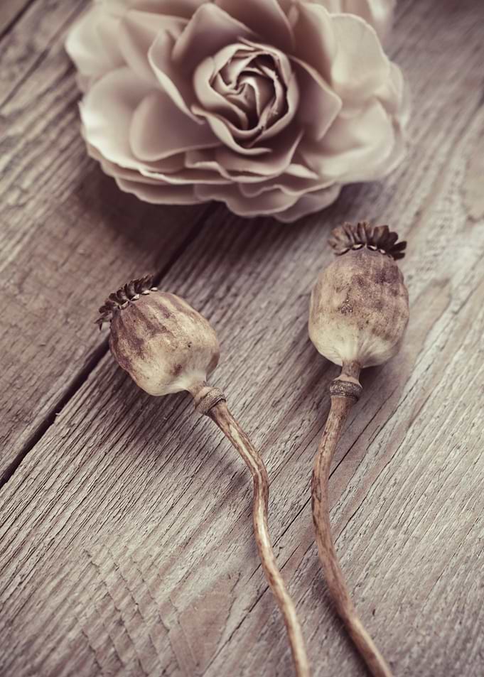 Poppy