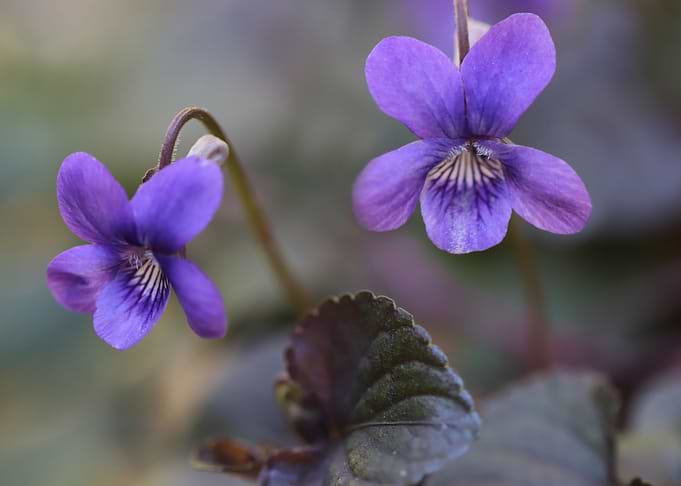 Violet
