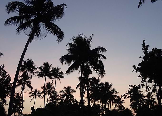 palms and indian blue dusk