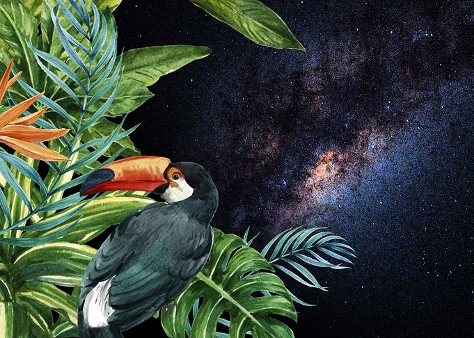 Tropical Space Toucan