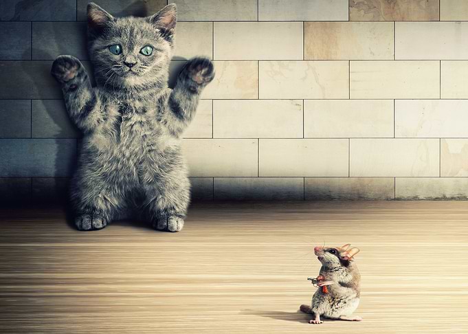 Cat Mouse Game