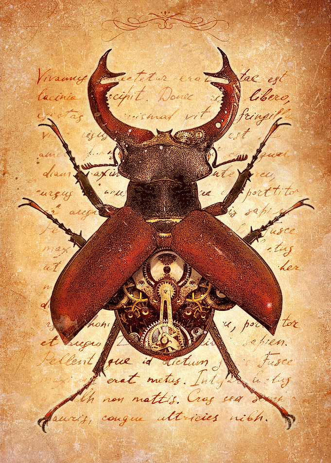 Stag Beetle