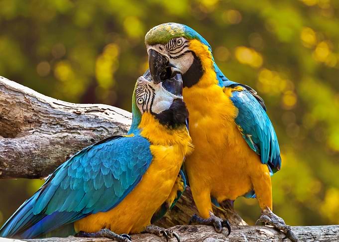Two Parrots