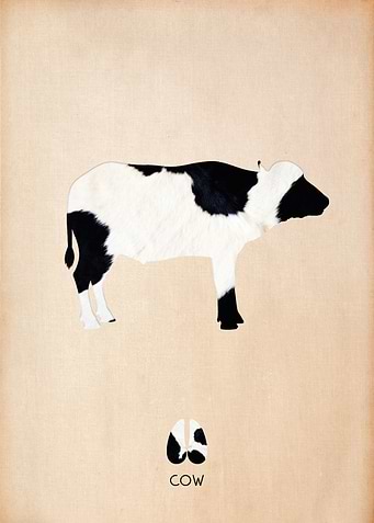 Cow Silhouette
