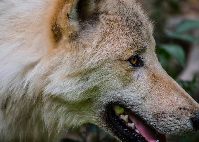 Wolf closeup