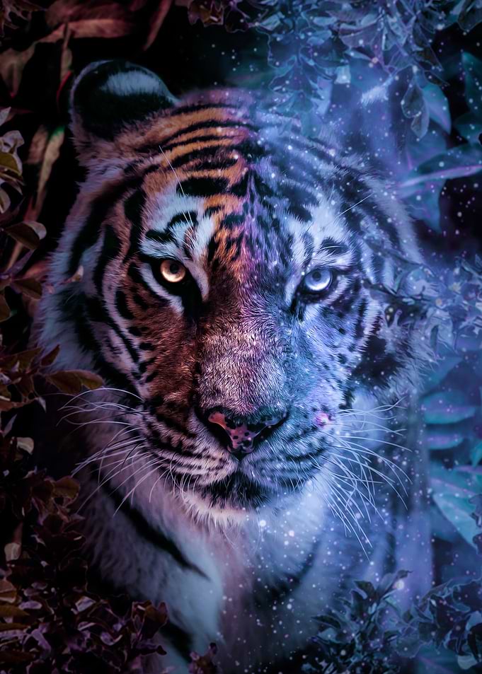 The Tiger