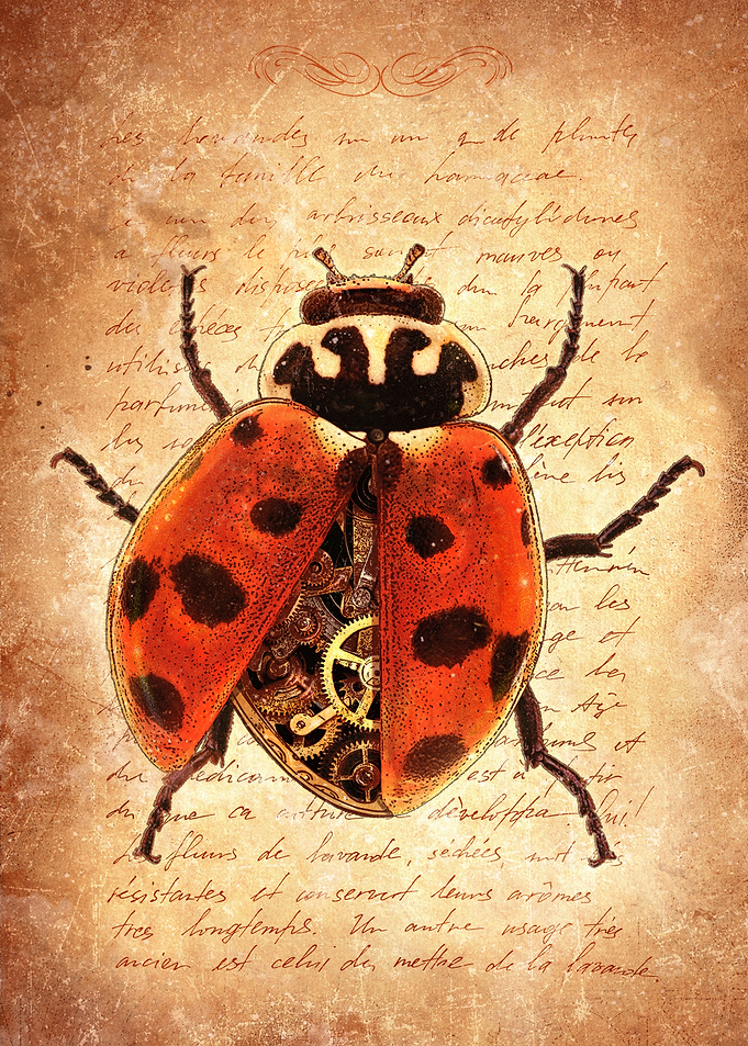 Ladybug