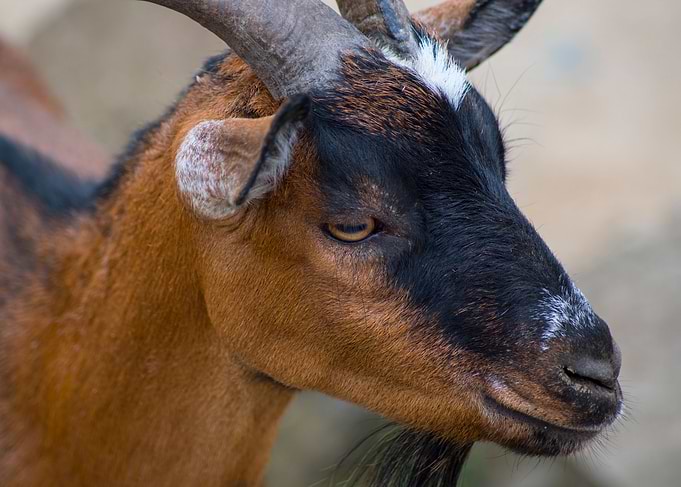 Goat closeup