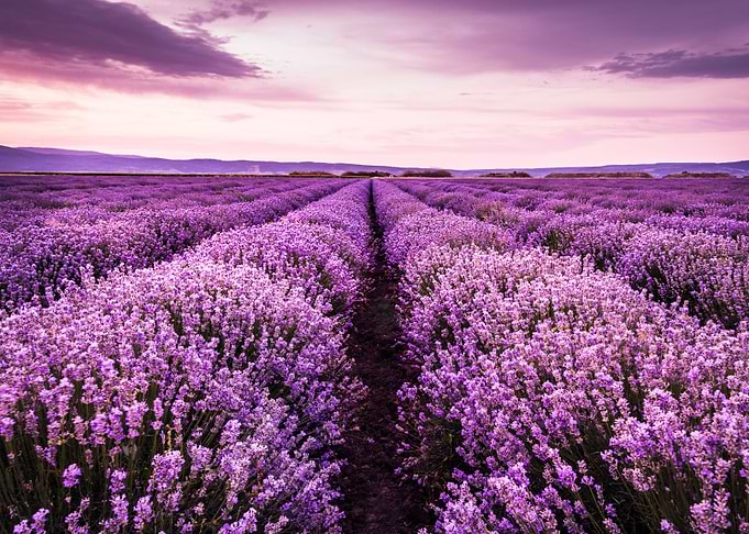 Blooming lavender field un