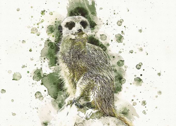 Painted Meerkat