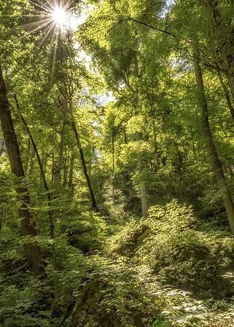 Forest Light