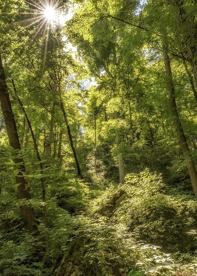 Forest Light