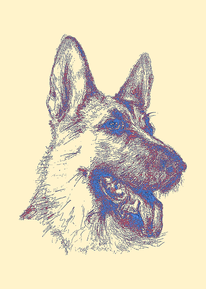 German Shepherd