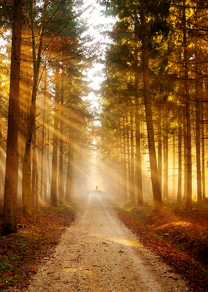 Orange Light Forest