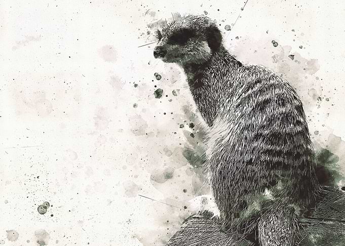 Watercolour Meerkat