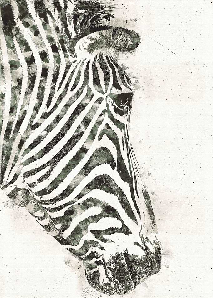 Painted Zebra