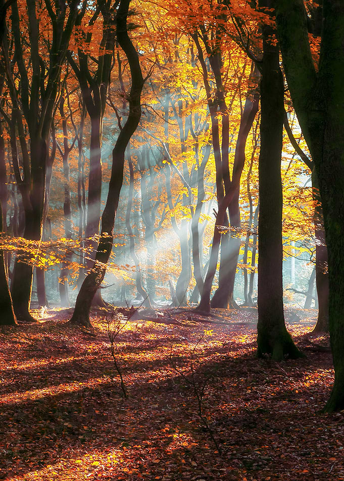 Orange Light Forest