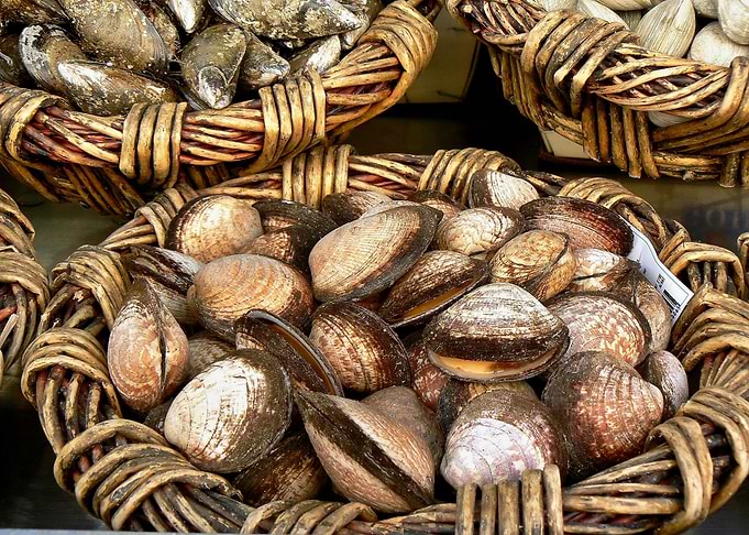 Shell basket