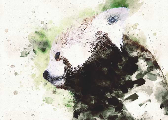 Painted Panda