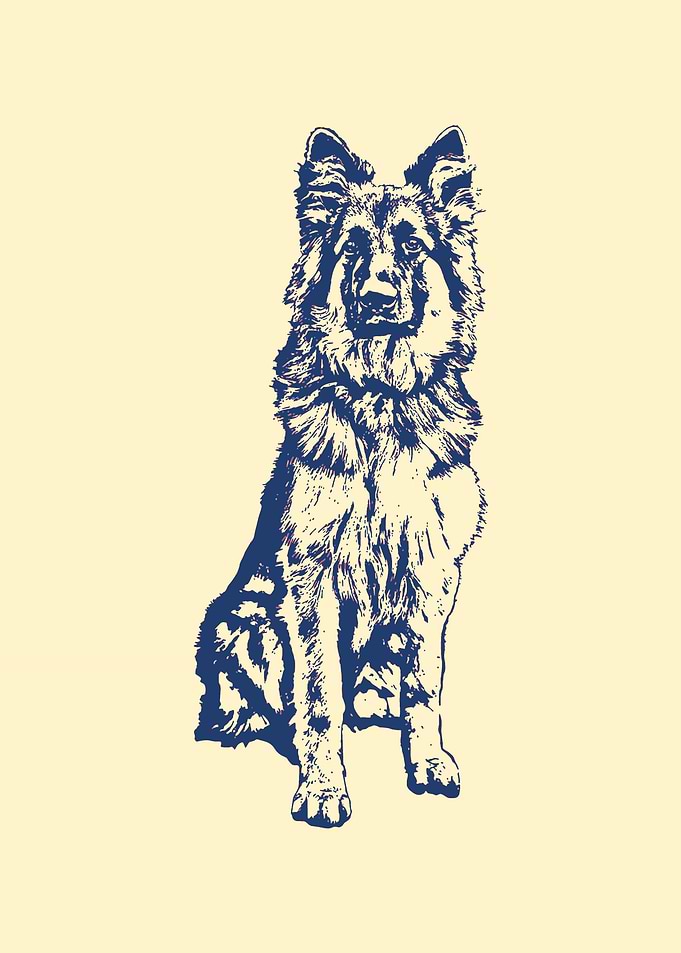German Shepherd