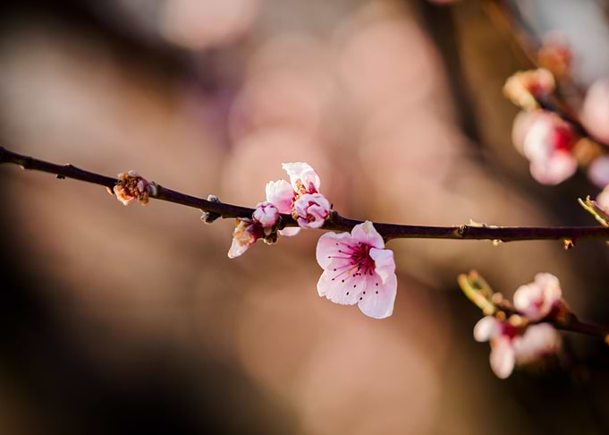 Pink Fruit Tree Blossoms