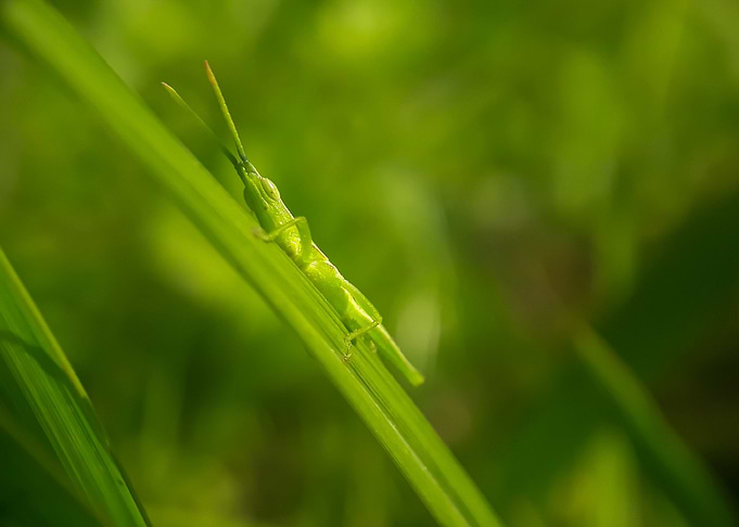 Grasshopper on a leaf