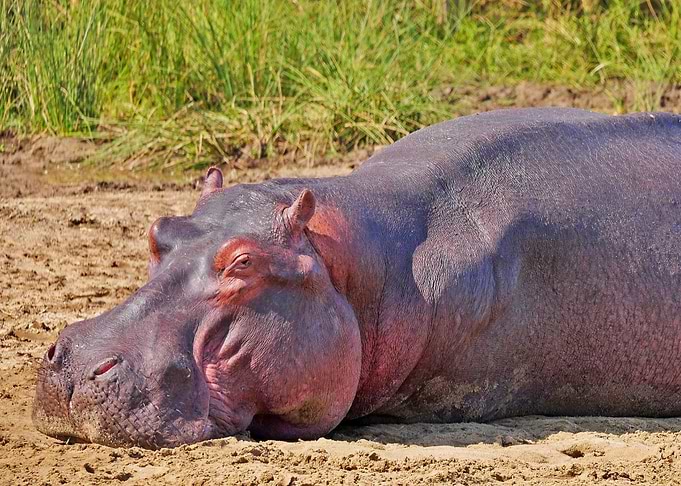 Beautiful Hippo