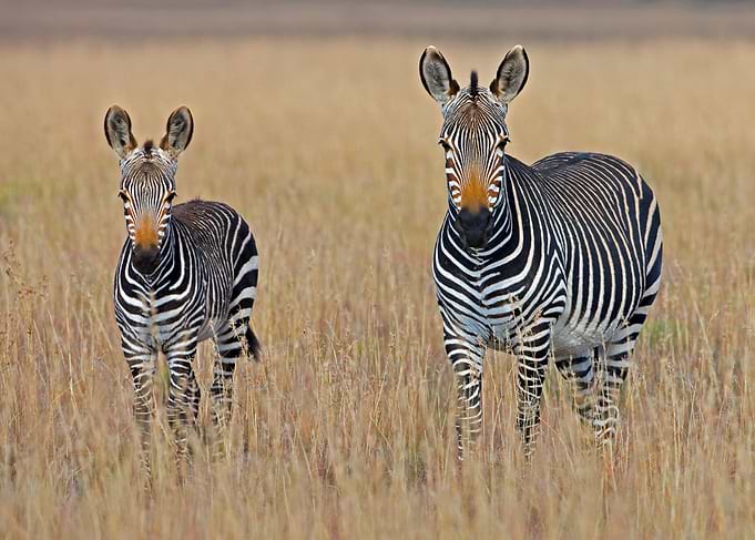 Wandering Zebra