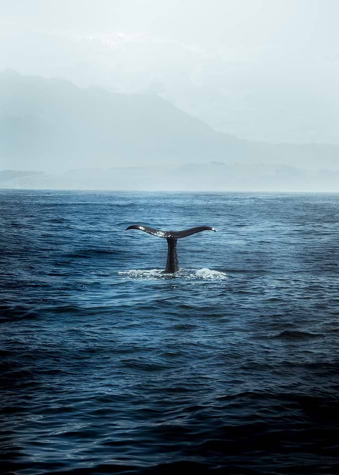 Wandering Whale
