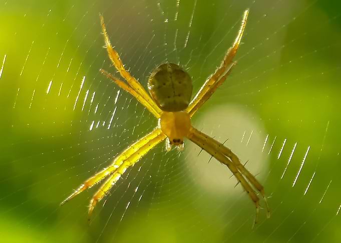 Spiders with a natural blu