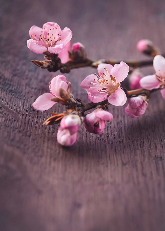 Sprig of cherry blossoms