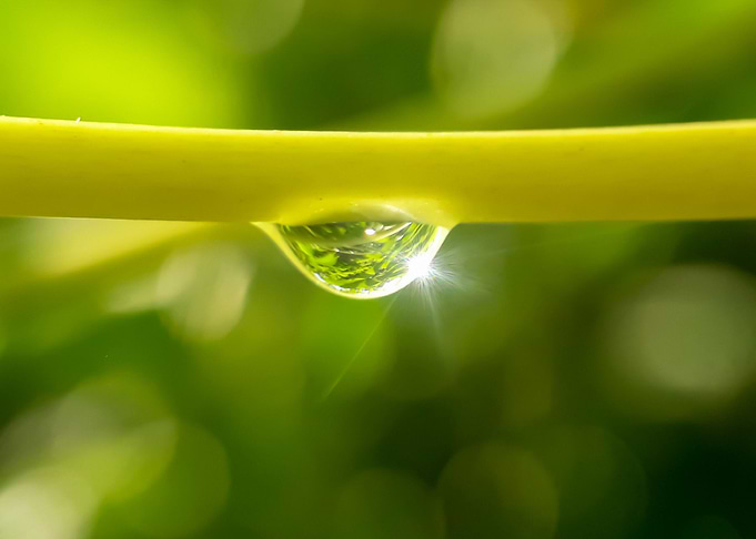 Morning dew on plants