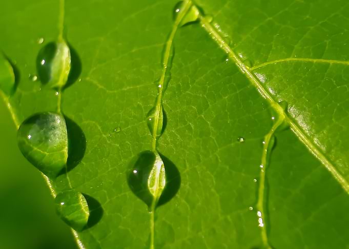 Dew on the leaves