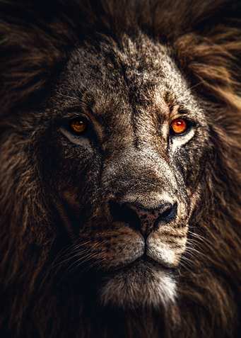 Lion in light