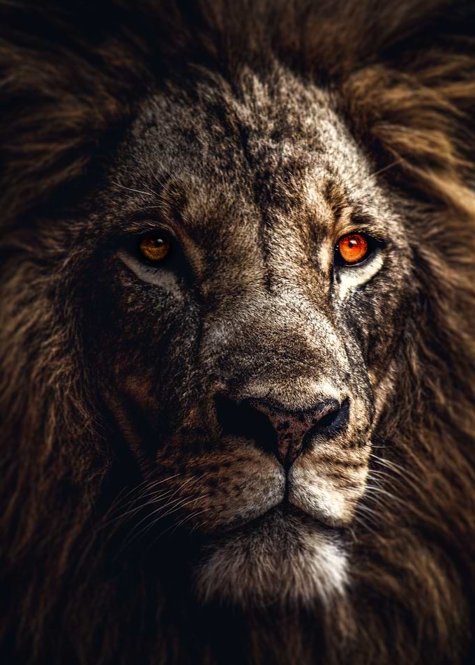 Lion in light