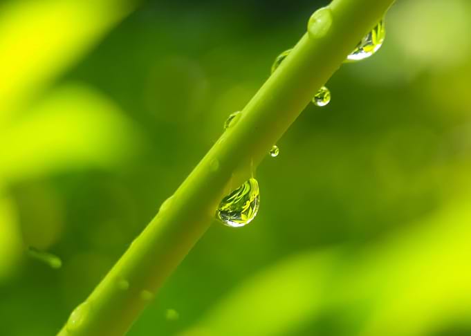 Morning dew on plants