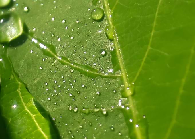 Dew on the leaves
