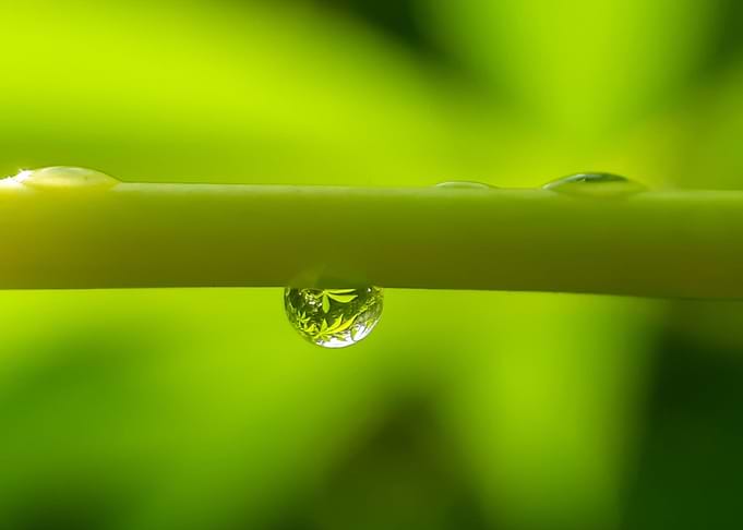 Morning dew on plants