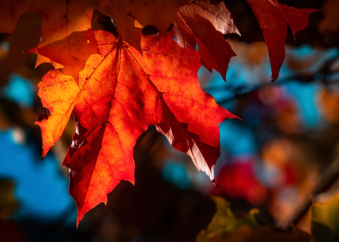 Colors of autumn