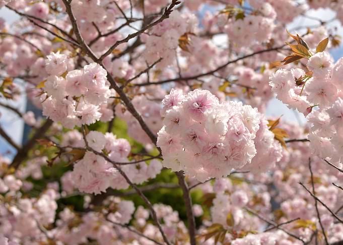 Cherry Blossom tokyo Japan