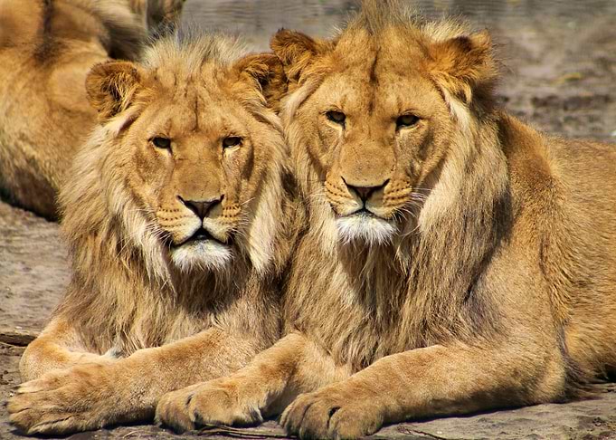 Two Lions