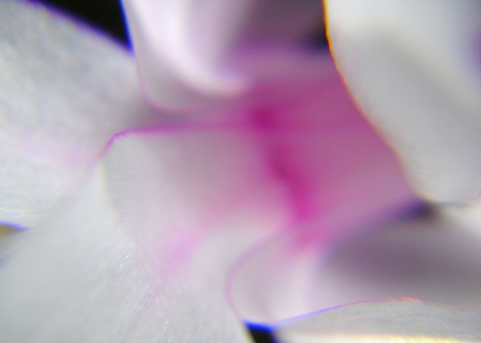 Feminine pink