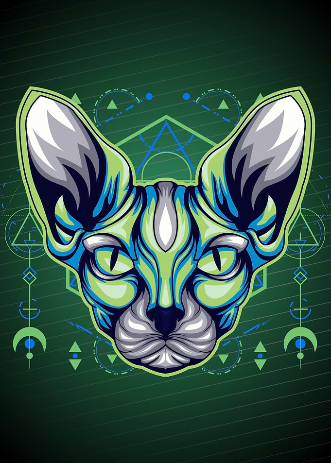 Sphynx cat cute